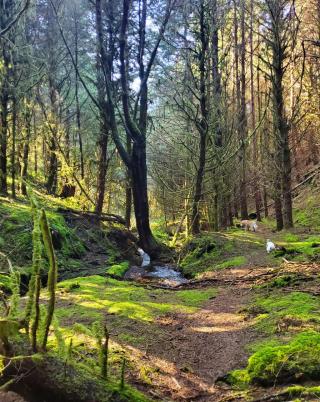 Waldport Hiking Trails