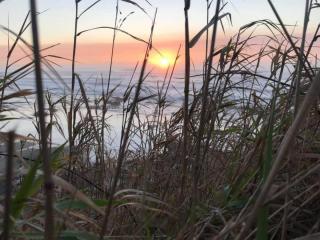 Seagrass
