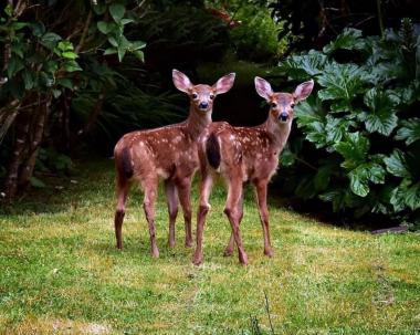 Deer